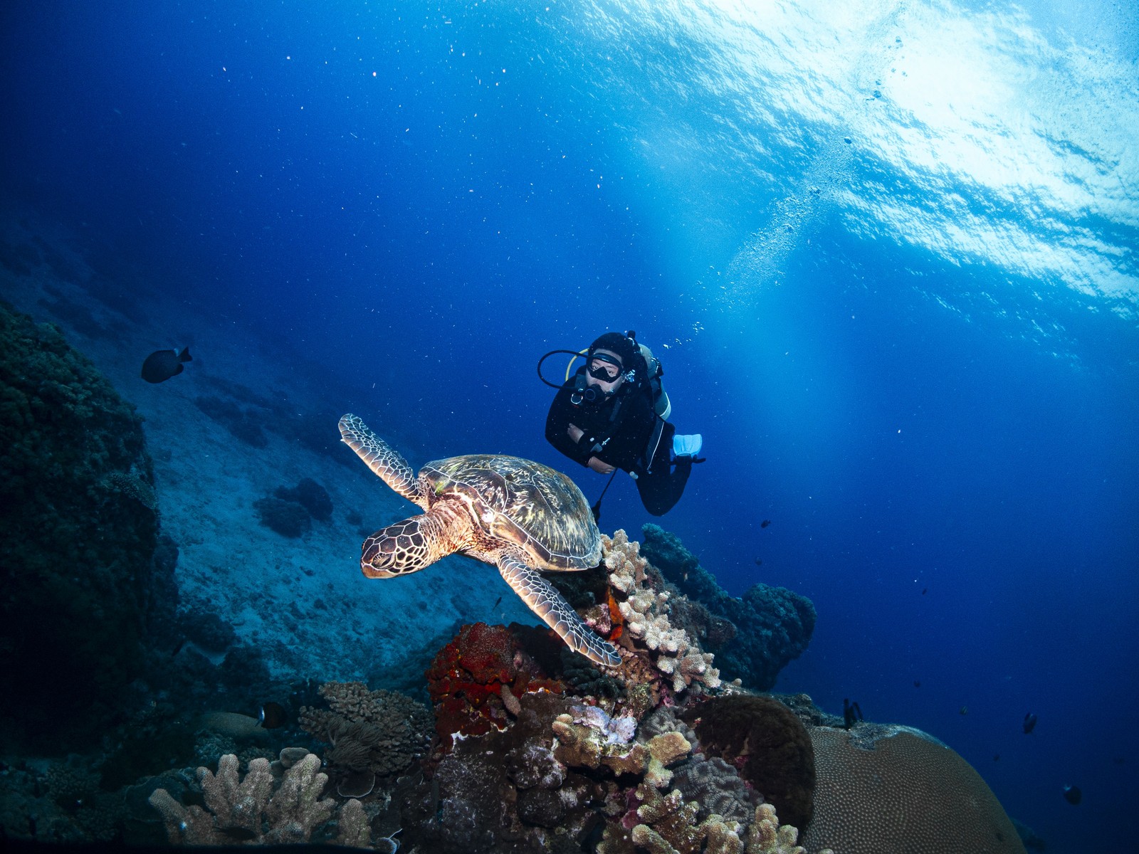 A scuba diver underwater beside a sea turtle.