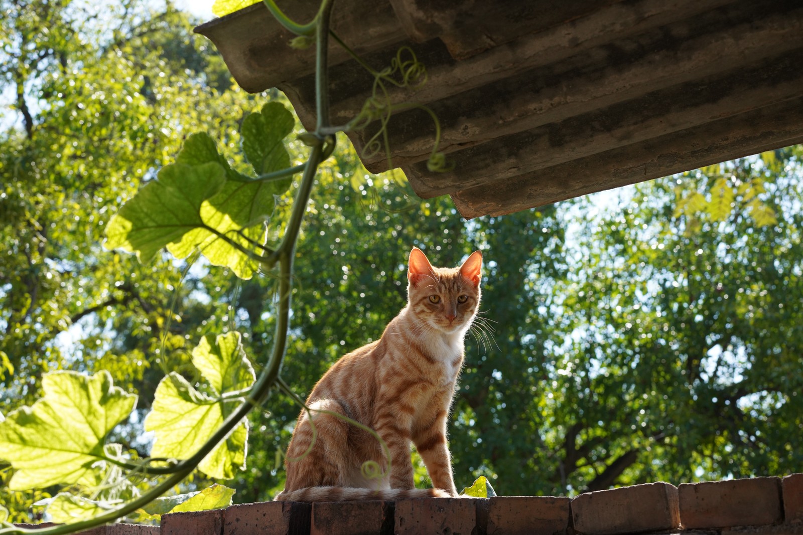 A ginger cat perched beneath a roof in green foliage.