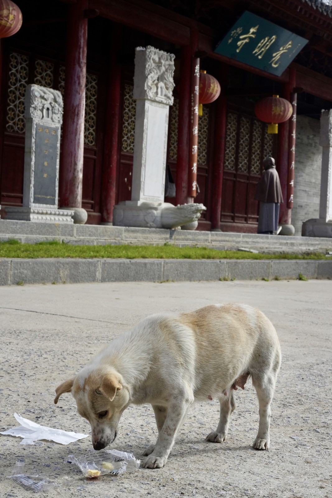Animals photograph by Tang Hao.