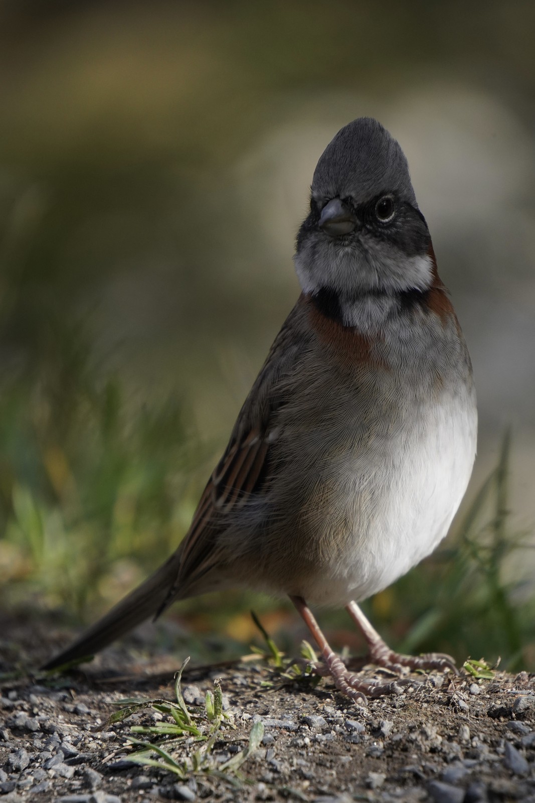 A small bird standing on a stone.