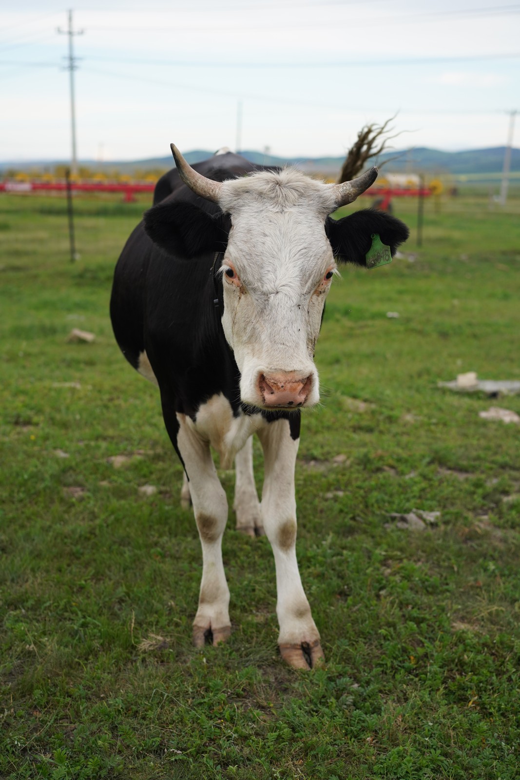 A black and white cow facing the camera.