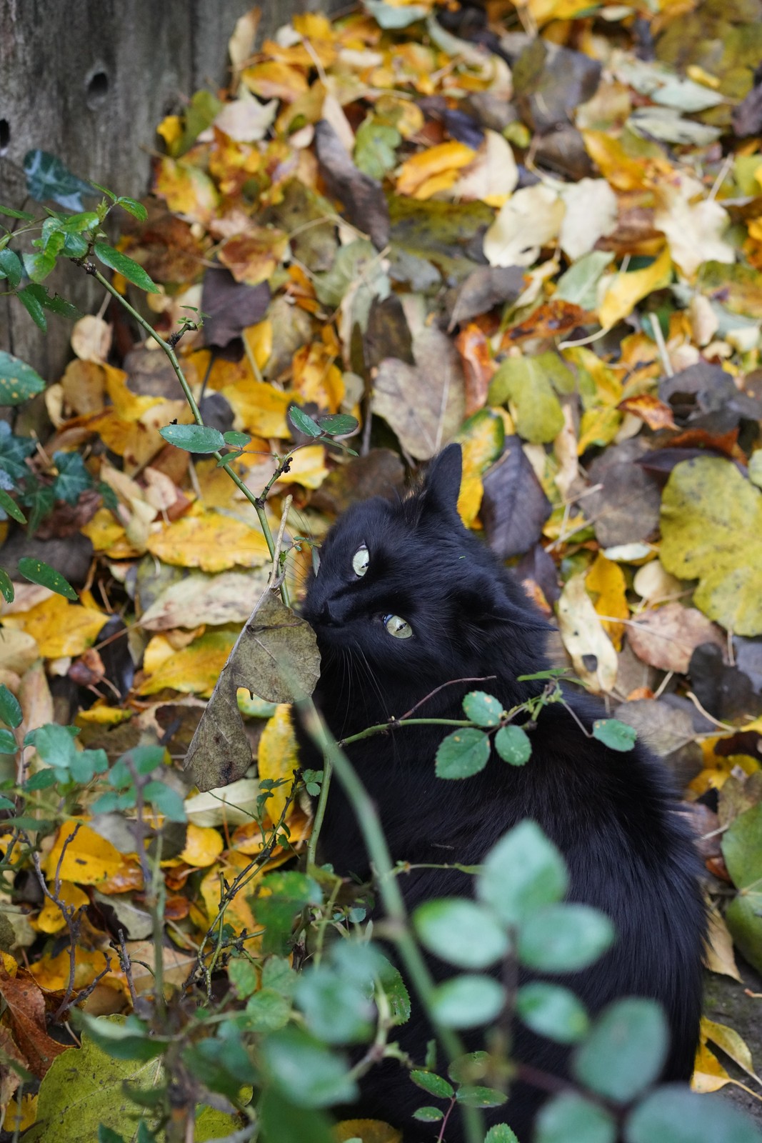 A black cat nestled among fallen leaves.