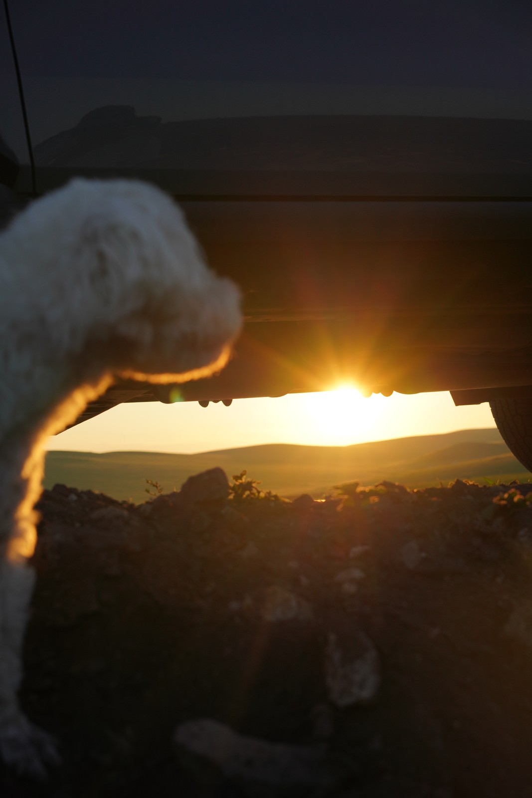 A cat silhouetted against the setting sun.