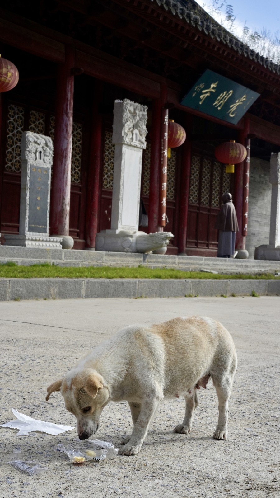 A light-colored dog walking beside a traditional building.