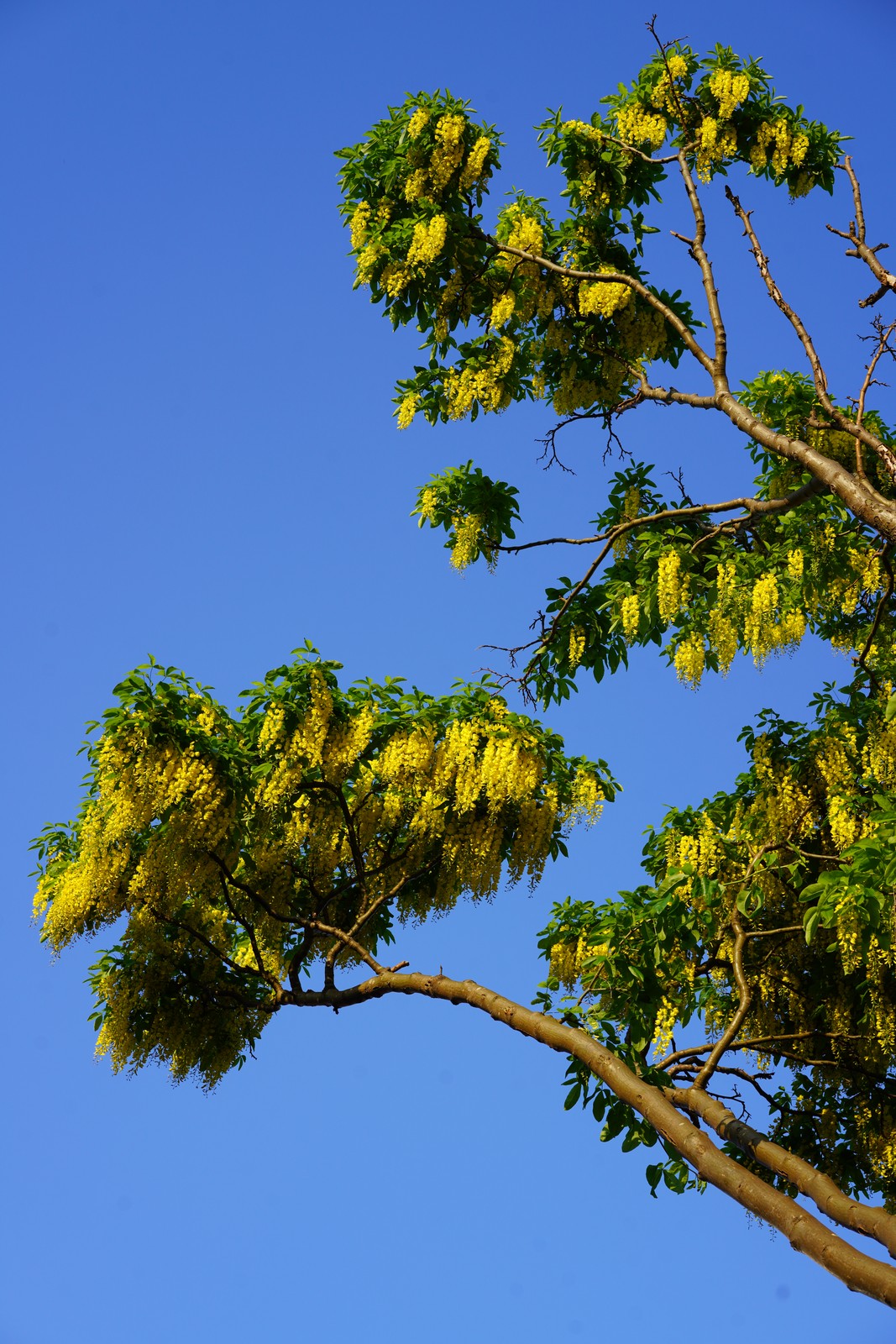 Green branches against a blue sky.