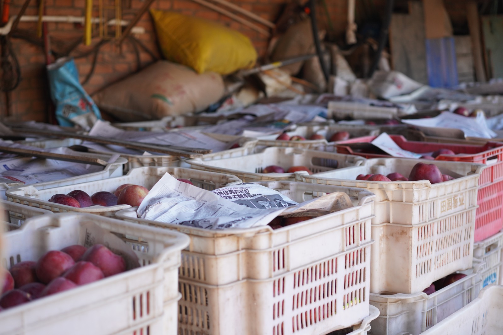 Fresh fish arranged at a market stall.